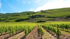 Vignobles de Tain l'Hermitage, Côtes du Rhônes en Drôme