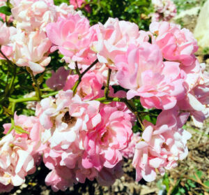 Roses du jardin du gîte de groupe le Chacelou à Châteaudouble dans la Drôme