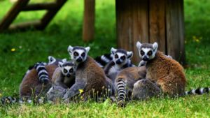 Jardin aux oiseaux et zoo d'Upie